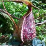 Nepenthes Rafflesiana Care
