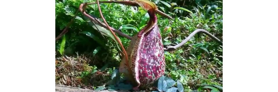 Nepenthes Rafflesiana Care