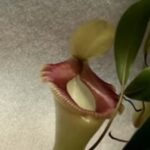 Nepenthes Ventricosa Care