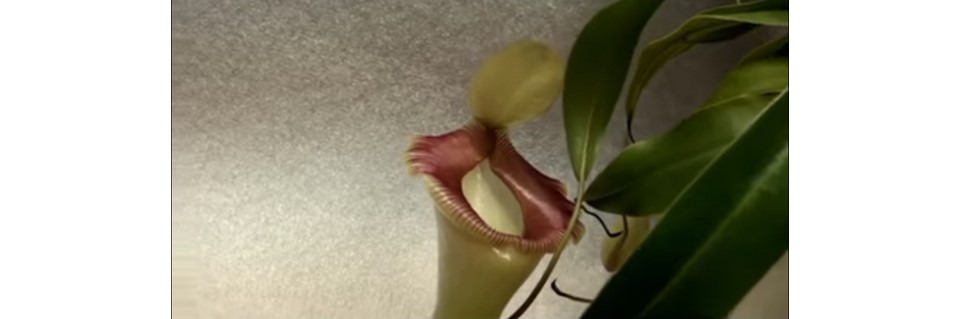 Nepenthes Ventricosa Care
