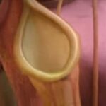 Nepenthes x Ventrata Care