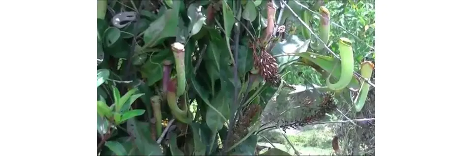 Npenthes Mirabilis Care