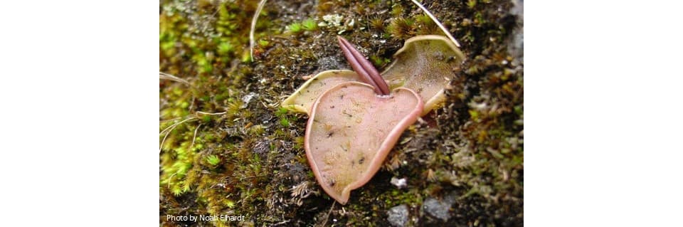 Pinguicula Acuminata Care