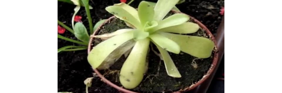 Pinguicula Agnata Care