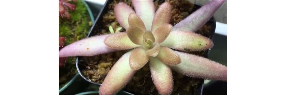 Pinguicula Aphrodite Care