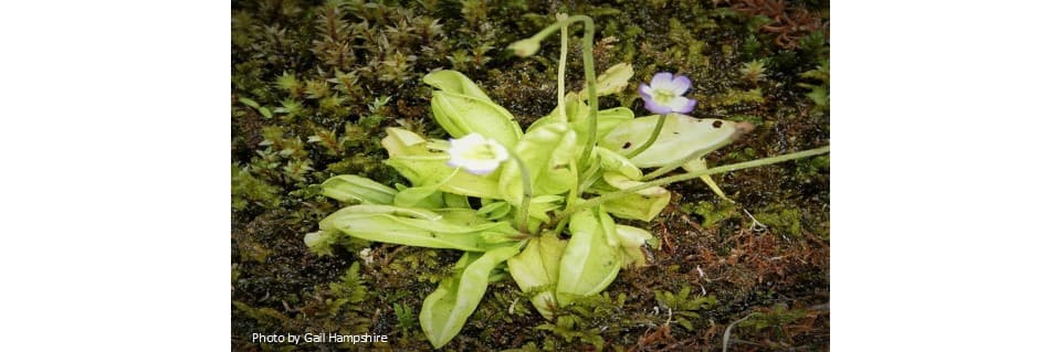 Pinguicula Balcanica Care