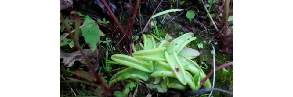 Pinguicula Caerulea Care