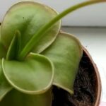 Pinguicula Colamensis Care