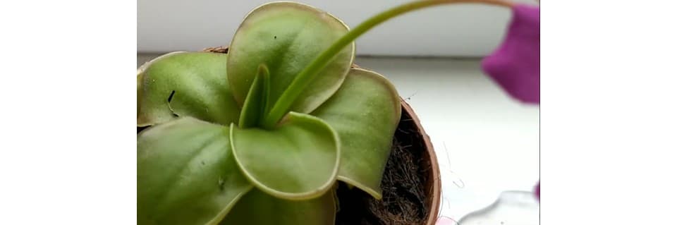 Pinguicula Colamensis Care