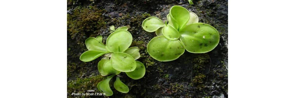 Pinguicula Conzattii Care