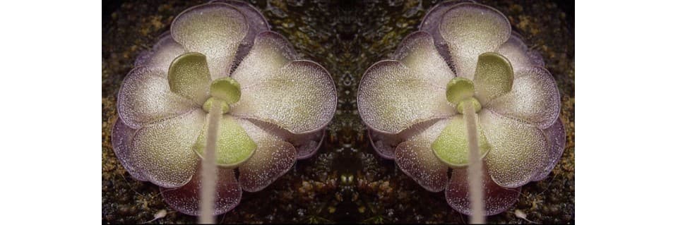 Pinguicula Cyclosecta Care 2