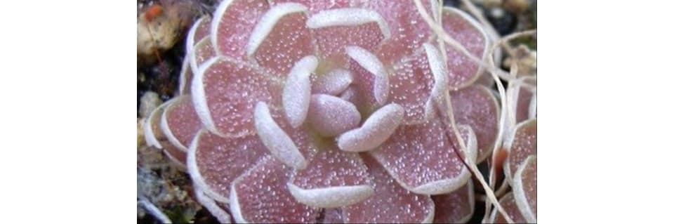 Pinguicula Debbertiana Care