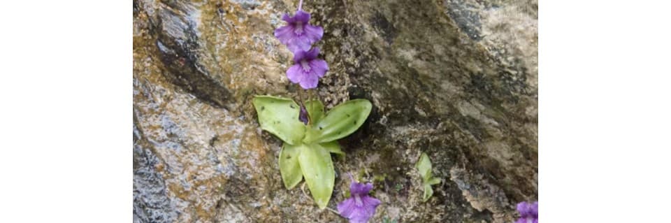 Pinguicula Grandiflora Care