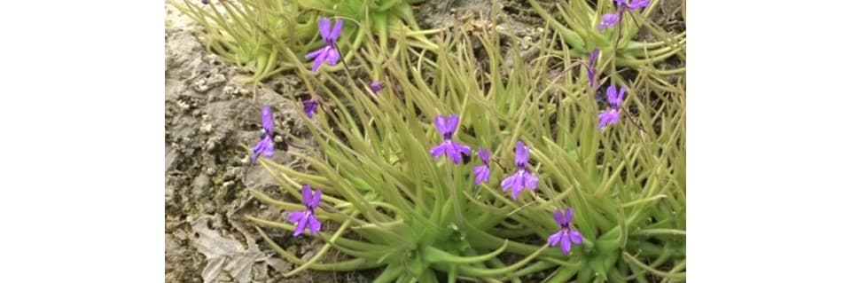 Pinguicula Gypsicola Care