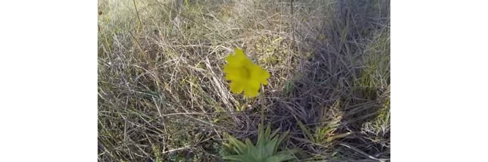 Pinguicula Lutea Care