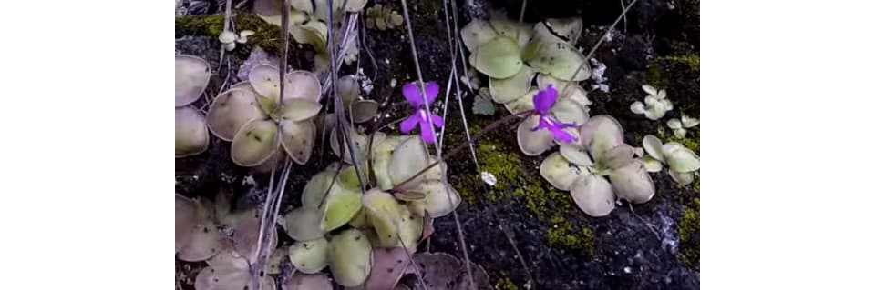 Pinguicula Rectifolia Care