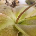 6 Reasons Why Your Pinguicula is Dying