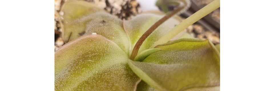 Why is My Pinguicula Dying