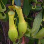Nepenthes Alata Care