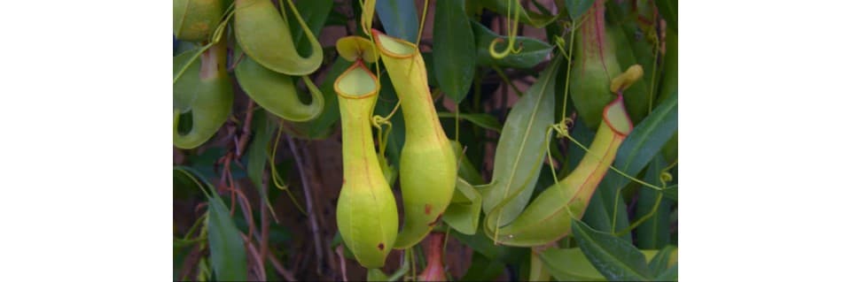 Nepenthes Alata Care