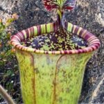 Nepenthes Attenboroughii Care
