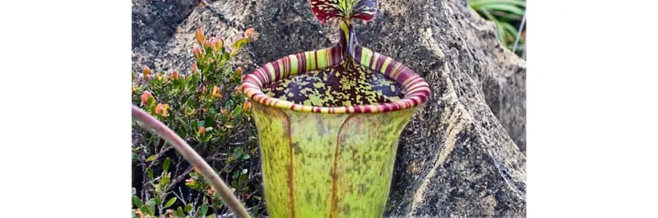 Nepenthes Attenboroughii Care