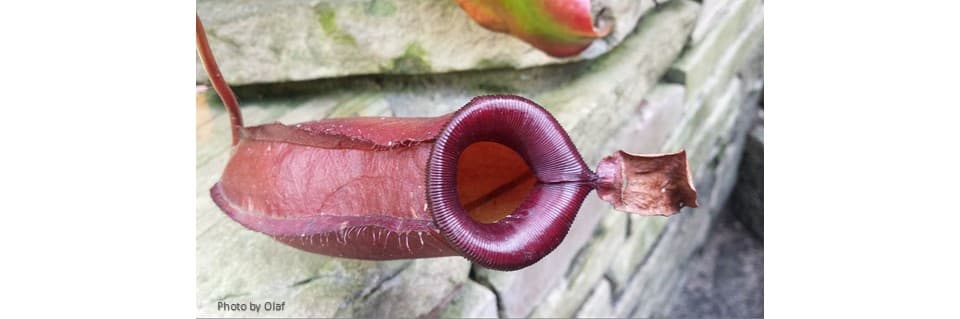 Nepenthes Bloody Mary Care
