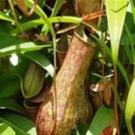 Nepenthes Gracilis Care