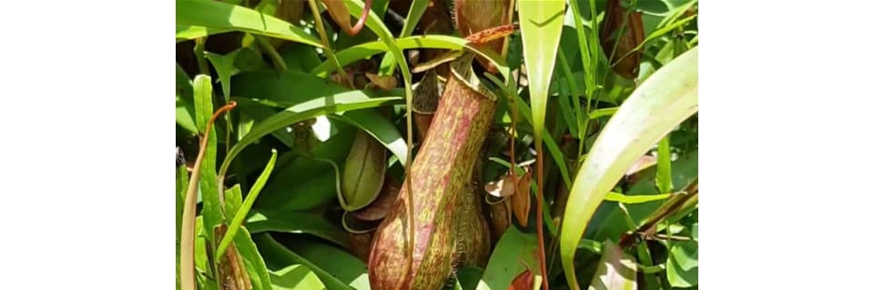 Nepenthes Gracilis Care