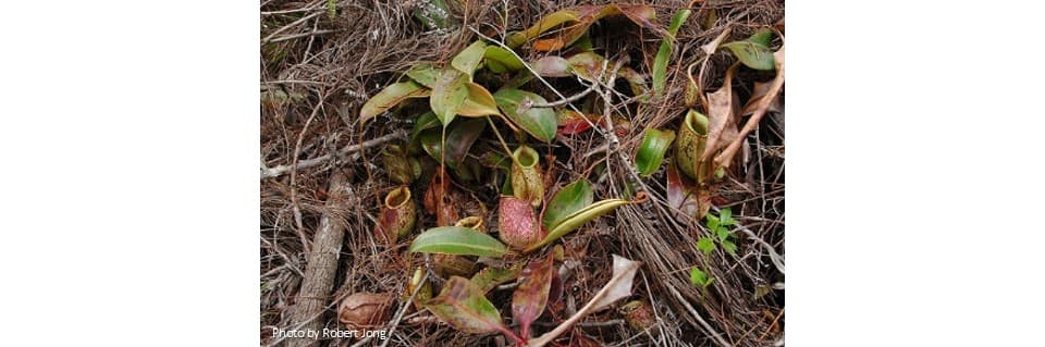 Nepenthes Hookeriana Care