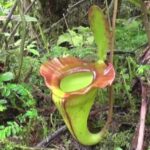 Nepenthes Jamban Care