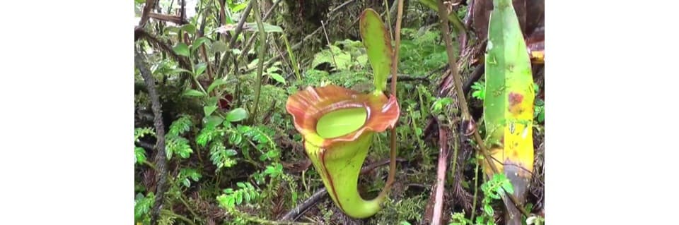 Nepenthes Jamban Care