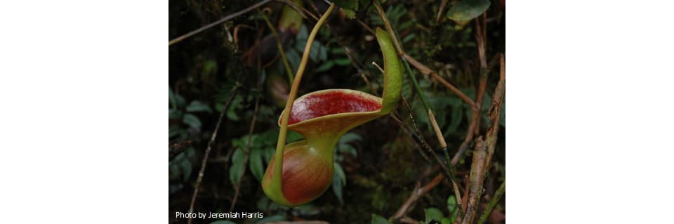 Nepenthes Lowii Care