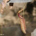 Nepenthes Miranda Care