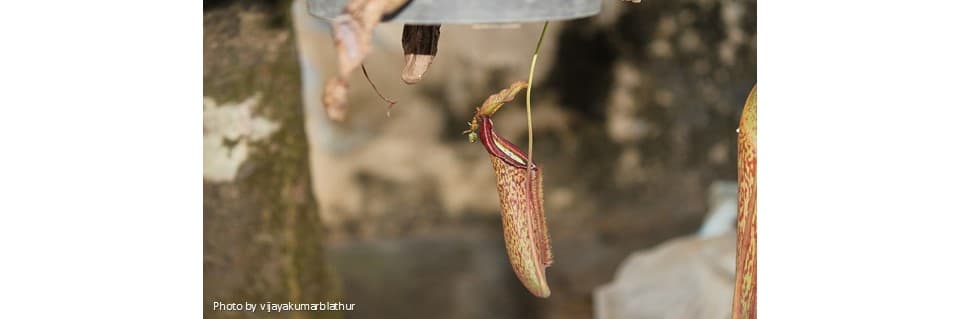 Nepenthes Miranda Care