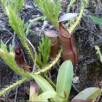 Nepenthes Snaguinea Care