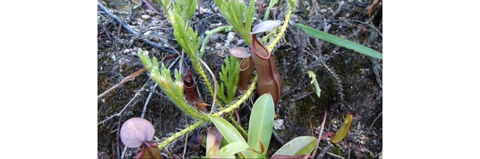 Nepenthes Snaguinea Care