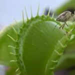 ARE-venus-flytraps-hard-to-keep-alive