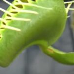 do-venus-flytraps-have-a-brain