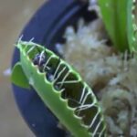 Why Can't You Touch a Venus Flytrap?