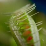 when-do-venus-flytraps-flower