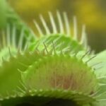 why-venus-flytraps-eat-insects