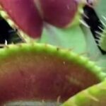 why-venus-flytraps-turn-black