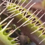 How Long Will a Venus Flytrap Stay Closed?