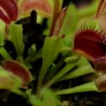 venus-flytrap-do-you-feed