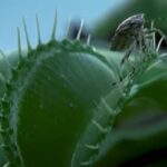 venus-flytrap-has-no-trap