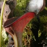 why-pitcher-plants-eat-insects