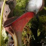 Why Pitcher Plants Eat Insects