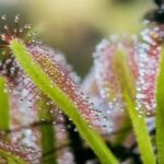 sundew-cultivation