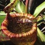 indoor-pitcher-plants